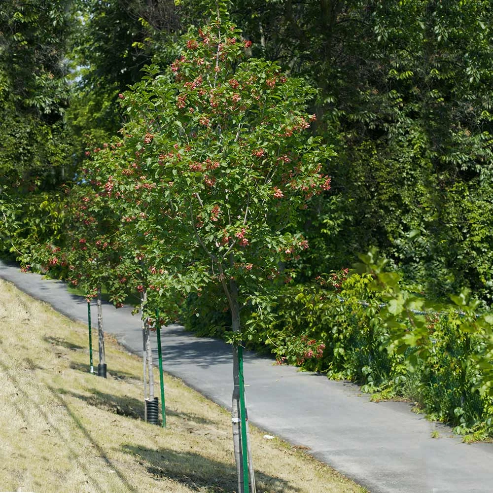 Hot Wings® Maple Tree 3 Hot Wings® Maple Tree - Image 3