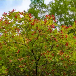 Hot Wings® Maple Tree 9 Hot Wings® Maple Tree -Perennials Shop Hot Wings Tartarian Maple 3