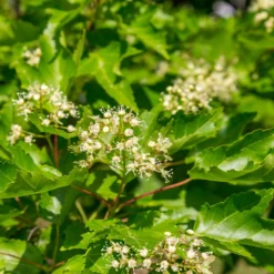 Hot Wings® Maple Tree 11 Hot Wings® Maple Tree -Perennials Shop Hot Wings Tartarian Maple 5