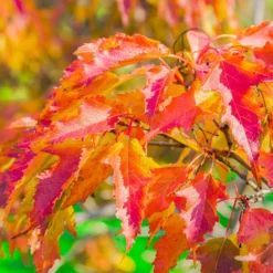 Hot Wings® Maple Tree 10 Hot Wings® Maple Tree -Perennials Shop Hot Wings Tartarian Maple 6 FGT