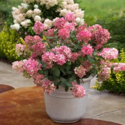 Fire Light® Hydrangea Shrub 6 Fire Light® Hydrangea Shrub -Perennials Shop Hydrangea FIrelight 6