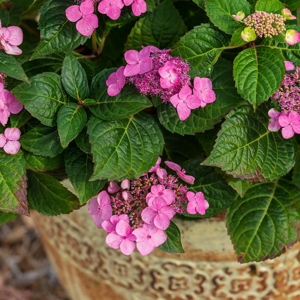 Endless Summer® Pop Star® Bigleaf Hydrangea 4 Endless Summer® Pop Star® Bigleaf Hydrangea - Image 4