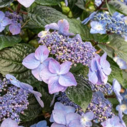 Endless Summer® Pop Star® Bigleaf Hydrangea 9 Endless Summer® Pop Star® Bigleaf Hydrangea -Perennials Shop Hydrangea Pop Star 2