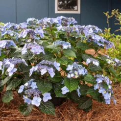 Endless Summer® Pop Star® Bigleaf Hydrangea 7 Endless Summer® Pop Star® Bigleaf Hydrangea -Perennials Shop Hydrangea Pop Star 4 FGT