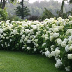 Incrediball® Hydrangea Shrub 6 Incrediball® Hydrangea Shrub -Perennials Shop Incrediball Hydrangea 1 FGT