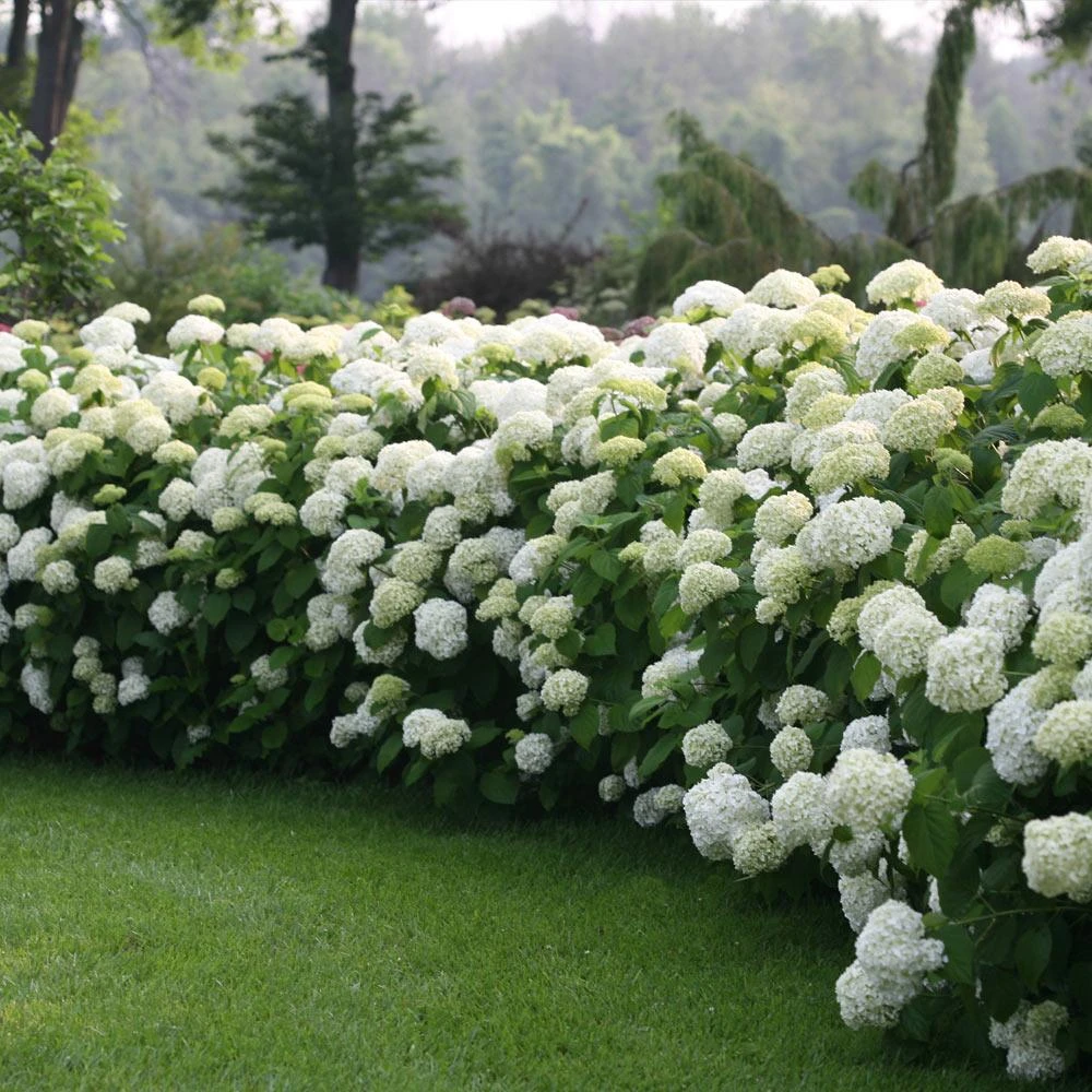 Incrediball® Hydrangea Shrub 3 Incrediball® Hydrangea Shrub - Image 3