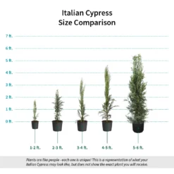 Italian Cypress 15 Italian Cypress -Perennials Shop Italian Cypress Size Comparison ugc test