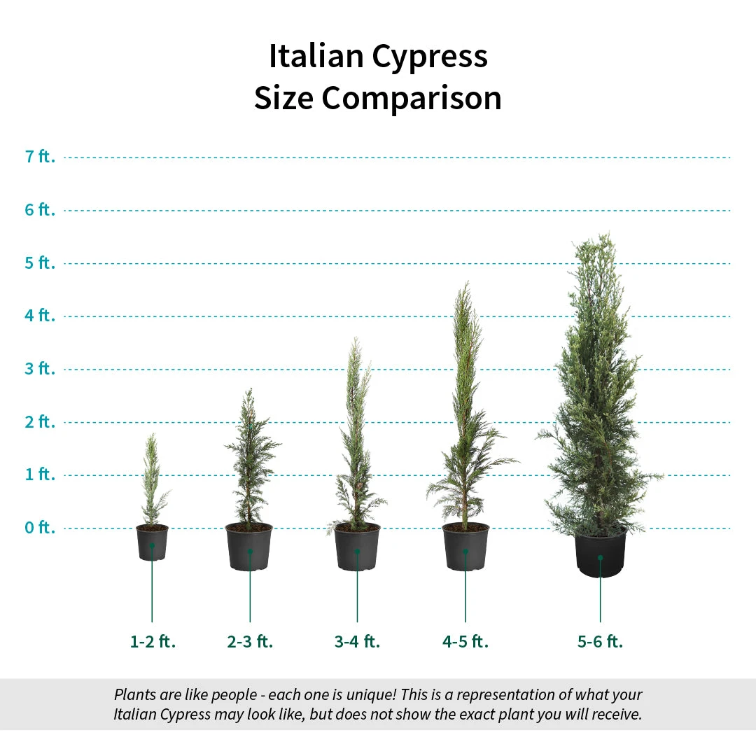 Italian Cypress 8 Italian Cypress - Image 8
