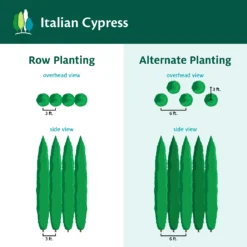 Italian Cypress 14 Italian Cypress -Perennials Shop ItalianCypress