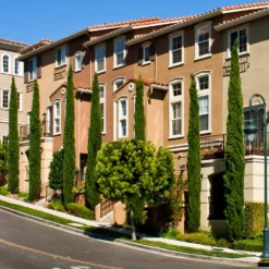 Italian Cypress 13 Italian Cypress -Perennials Shop Italian Cypress 3 FGT