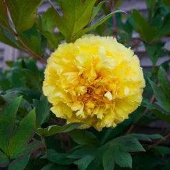 Bartzella Peony -Perennials Shop Itoh Peony Bartzella 4 FGT