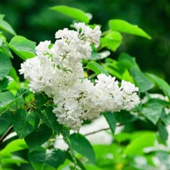 Ivory Silk Japanese Lilac Tree -Perennials Shop Ivory Silk Lilac 2