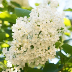 Ivory Silk Japanese Lilac Tree -Perennials Shop Ivory Silk Lilac 4