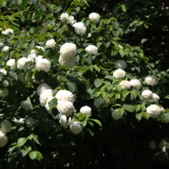 Japanese Snowball Bush -Perennials Shop Japanese VIburnum 2 FGT