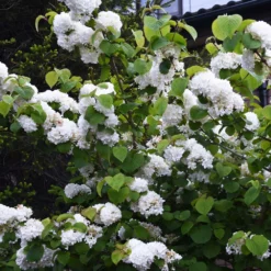 Japanese Snowball Bush -Perennials Shop Japanese VIburnum 5 FGT