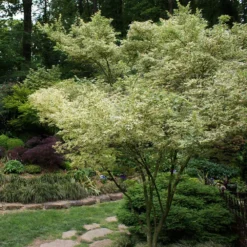 Butterfly Japanese Maple Tree 6 Butterfly Japanese Maple Tree -Perennials Shop Japanese Maple BUtterfly 1