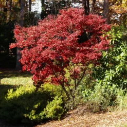 Red Japanese Maple Tree 7 Red Japanese Maple Tree -Perennials Shop Japanese Maple Red 3