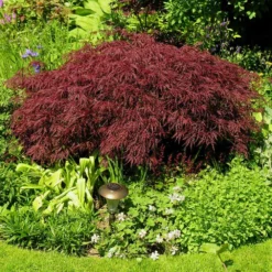 Red Dragon Japanese Maple Tree -Perennials Shop Japanese Maple Red Dragon 3 FGT