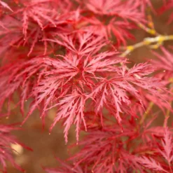 Red Dragon Japanese Maple Tree -Perennials Shop Japanese Maple Red Dragon 5