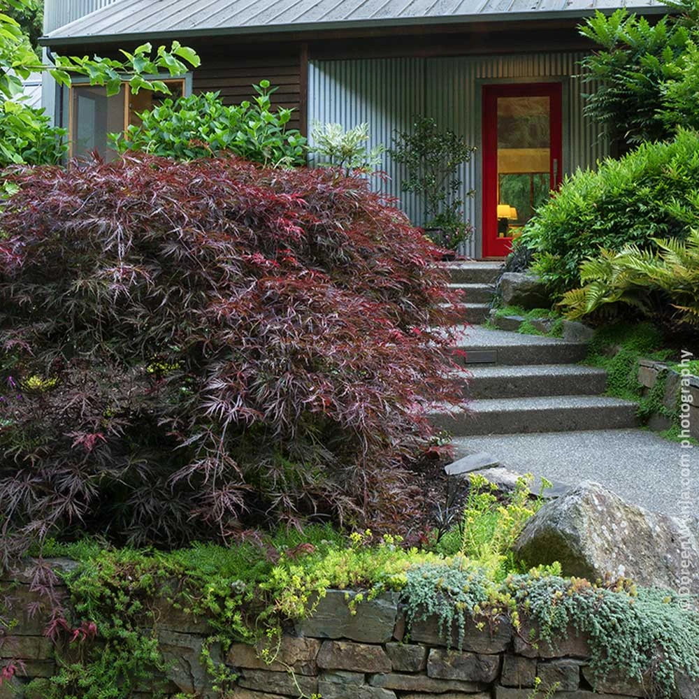 Tamukeyama Japanese Maple Tree 2 Tamukeyama Japanese Maple Tree - Image 2