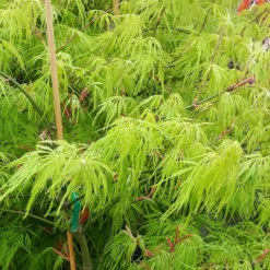 Weeping Japanese Maple 'Viridis' Tree 9 Weeping Japanese Maple 'Viridis' Tree -Perennials Shop Japanese Maple Viridis 2