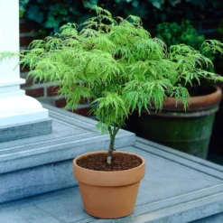 Weeping Japanese Maple 'Viridis' Tree 11 Weeping Japanese Maple 'Viridis' Tree -Perennials Shop Japanese Maple Viridis 4