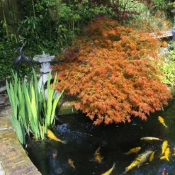 Weeping Japanese Maple 'Viridis' Tree 10 Weeping Japanese Maple 'Viridis' Tree -Perennials Shop Japanese Maple Viridis 5