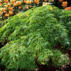 Waterfall Japanese Maple -Perennials Shop Japanese Maple Waterfalls 2