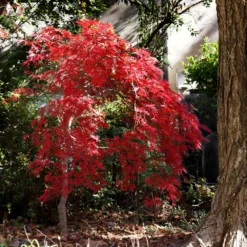 Red Select Japanese Maple Tree -Perennials Shop Japanese Red Select 1
