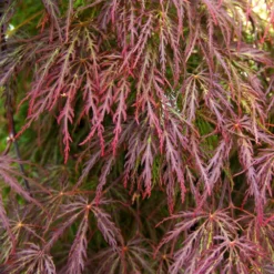 Red Select Japanese Maple Tree -Perennials Shop Japanese Red Select 3
