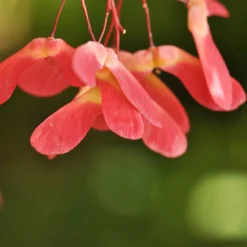 Red Select Japanese Maple Tree -Perennials Shop Japanese Red Select 4