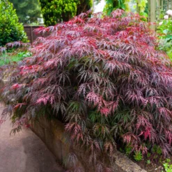 Red Select Japanese Maple Tree -Perennials Shop Japanese Red Select 5