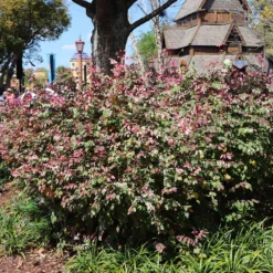 Jazz Hands® Variegated Loropetalum -Perennials Shop Jazz Hands loropetalum 1 FGT