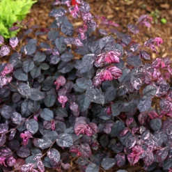 Jazz Hands® Variegated Loropetalum -Perennials Shop Jazz Hands loropetalum 4 FGT
