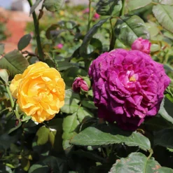 Julia Child And Ebb Tide™ Two-fer® Rose Tree -Perennials Shop Julia CHild and Ebb Tide Rose Tree 1