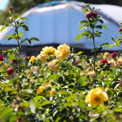 Julia Child And Ebb Tide™ Two-fer® Rose Tree -Perennials Shop Julia CHild and Ebb Tide Rose Tree 4