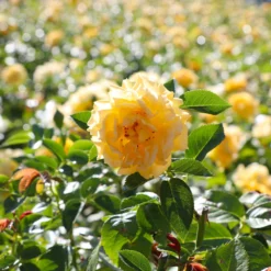 Julia Child Rose 9 Julia Child Rose -Perennials Shop Julia Child Rose 4