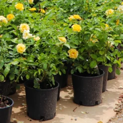 Julia Child Rose 11 Julia Child Rose -Perennials Shop Julia Child Rose 7