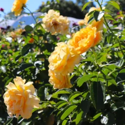 Julia Child Rose Tree -Perennials Shop Julia Child Rose Tree 8