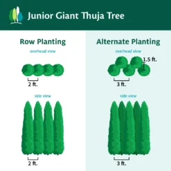Junior Giant Thuja Tree 8 Junior Giant Thuja Tree -Perennials Shop JuniorGiantThujaTree