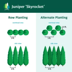 Skyrocket Junipers 11 Skyrocket Junipers -Perennials Shop Juniper Skyrocket