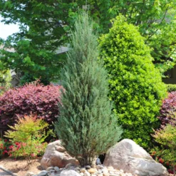 Skyrocket Junipers 10 Skyrocket Junipers -Perennials Shop Juniper Skyrocket 11 FGT