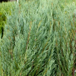 Skyrocket Junipers 9 Skyrocket Junipers -Perennials Shop Juniper Skyrocket 4 FGT