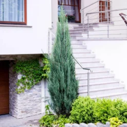 Skyrocket Junipers 8 Skyrocket Junipers -Perennials Shop Juniper Skyrocket 6 FGT