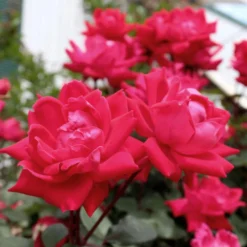 Knock Out® Rose Tree -Perennials Shop Knockout Rose Tree Red 4 FGT
