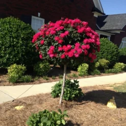 Knock Out® Rose Tree -Perennials Shop Knockout Rose Tree Red FGT