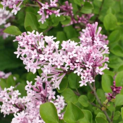 Dwarf Korean Lilac Shrub 5 Dwarf Korean Lilac Shrub -Perennials Shop Korean Lilac 2