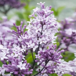 Dwarf Korean Lilac Tree 8 Dwarf Korean Lilac Tree -Perennials Shop Korean Lilac Tree 2 BB