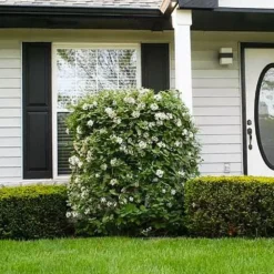 Korean Spice Viburnum Shrub -Perennials Shop Korean Spice Viburnum 1