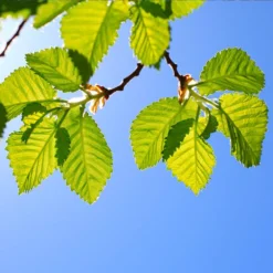 Lacebark Chinese Elm Tree 11 Lacebark Chinese Elm Tree -Perennials Shop Lacebark Chinese Elm 1 FGT